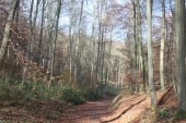 Forêt Verte (Le Houlay)